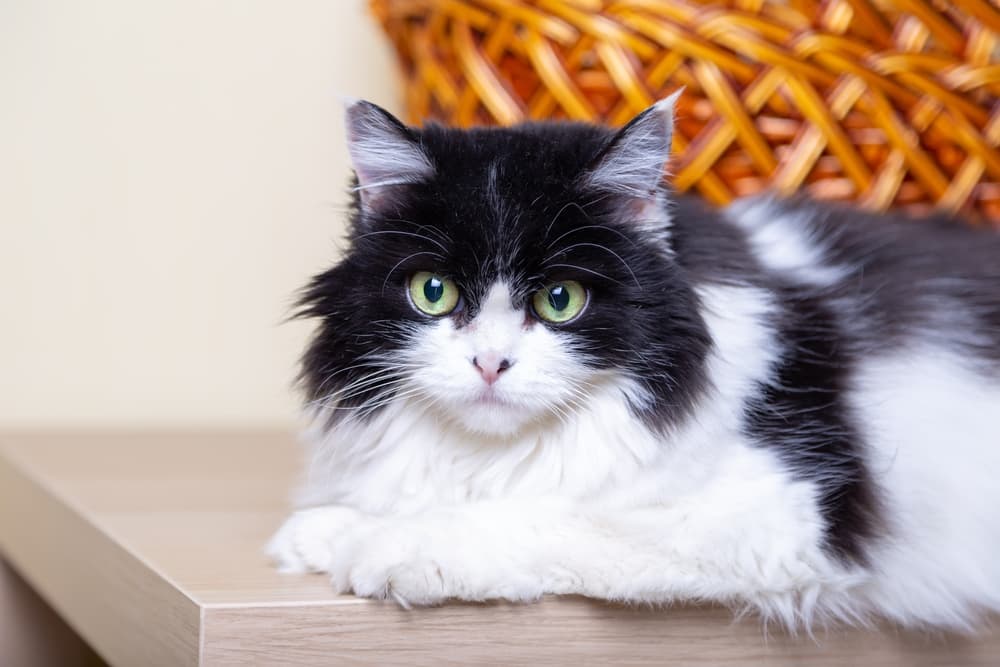 7 Black and White Cat Breeds