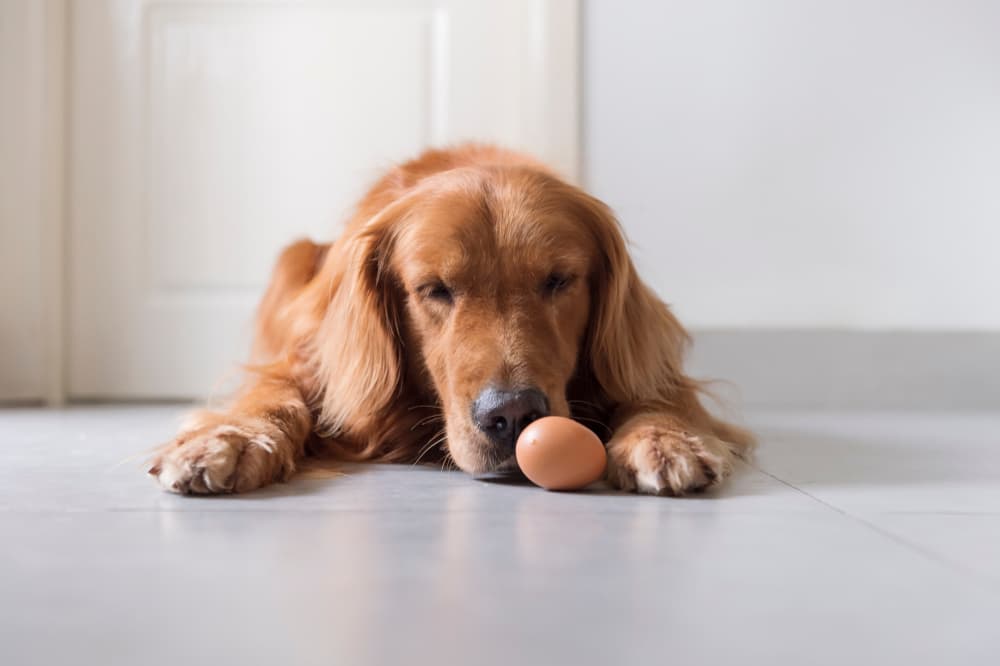 Can Dogs Eat Eggs? Info on Raw, Cooked, and Egg Shells Can Dogs Eat Eggs? Info on Raw, Cooked, and Egg Shells