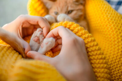 Cat Paws: Anatomy, Care, and Protection Tips