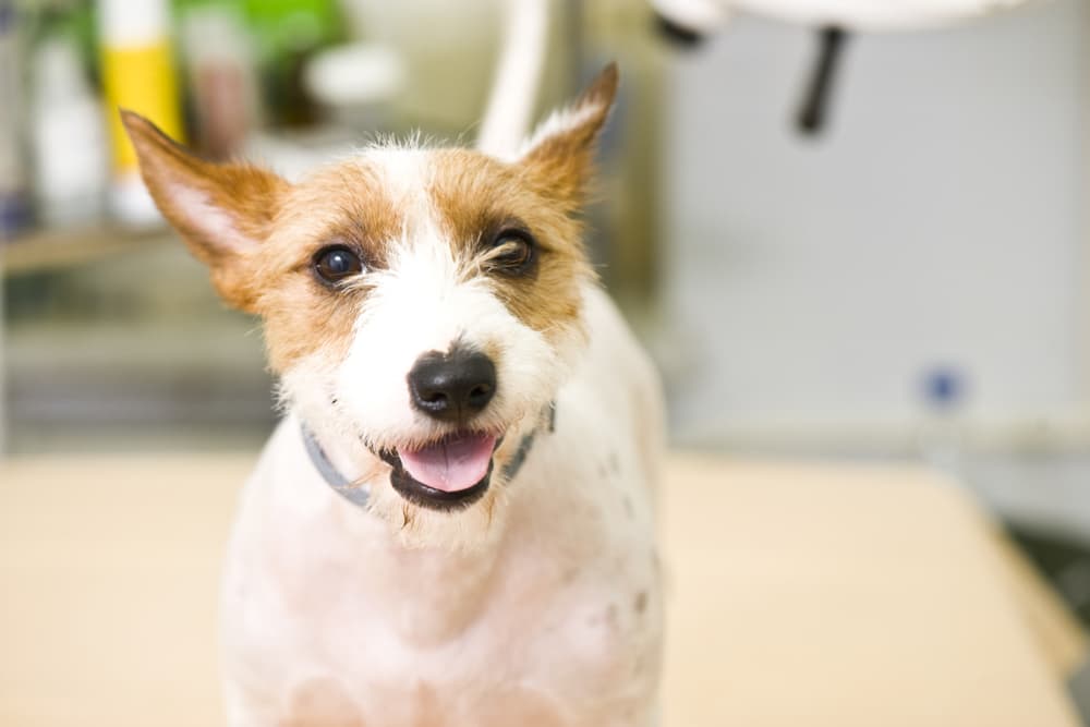 Cefpodoxime for Dogs
