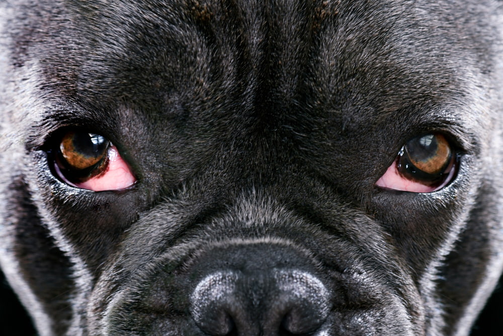 Cherry Eye in Dogs Cherry Eye in Dogs