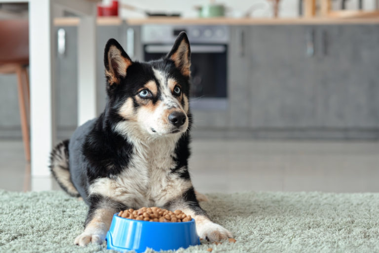 Dog with bowl filled with food