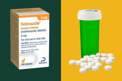 Felimazole vs. Methimazole for Cats: Comparison Guide