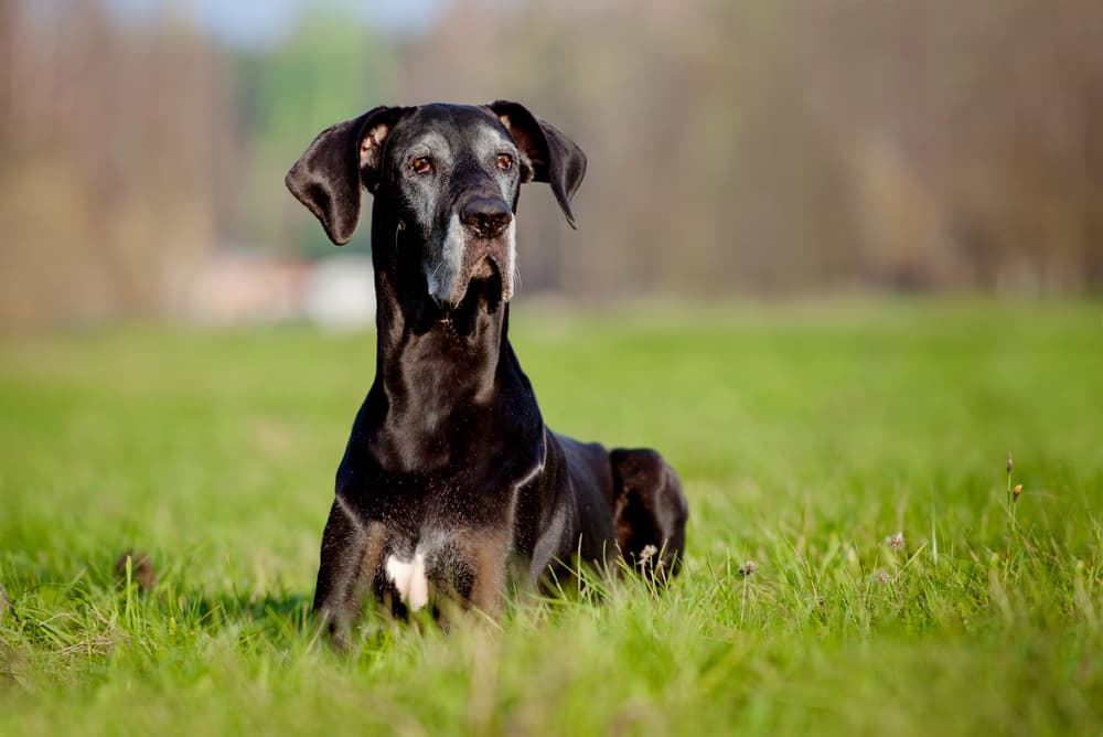 Dog doing stay in the grass