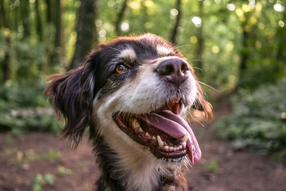 Smiling happy senior dog