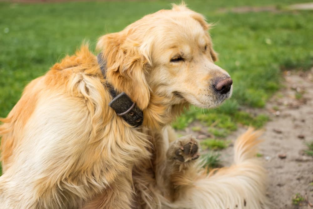 Hot Spots on Dogs