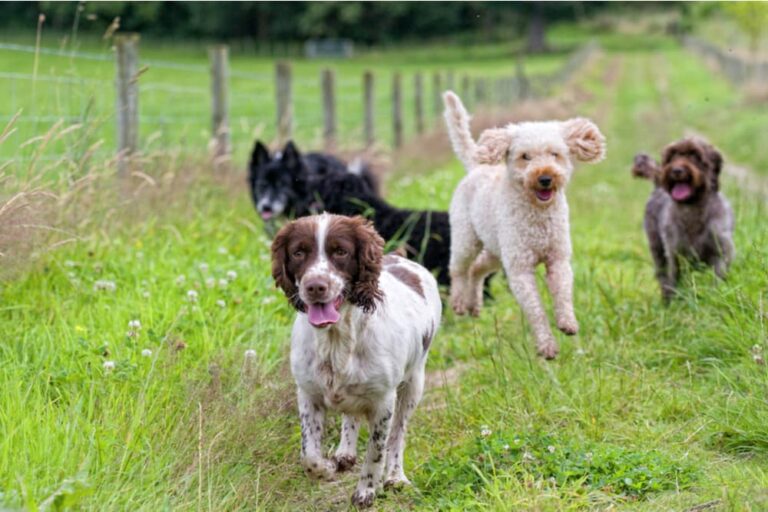 Dogs exercising outdoors together
