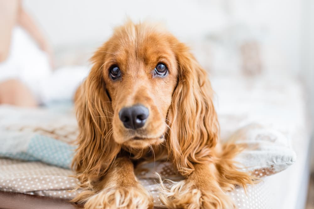 Leptospirosis Vaccine for Dogs: Everything You Need to Know