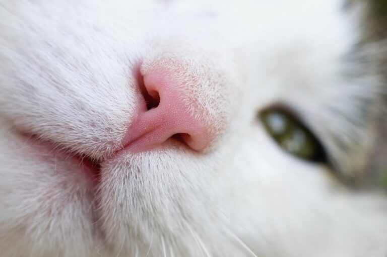 Close-up shot of a cat nose to educate about nasal polyps in cats
