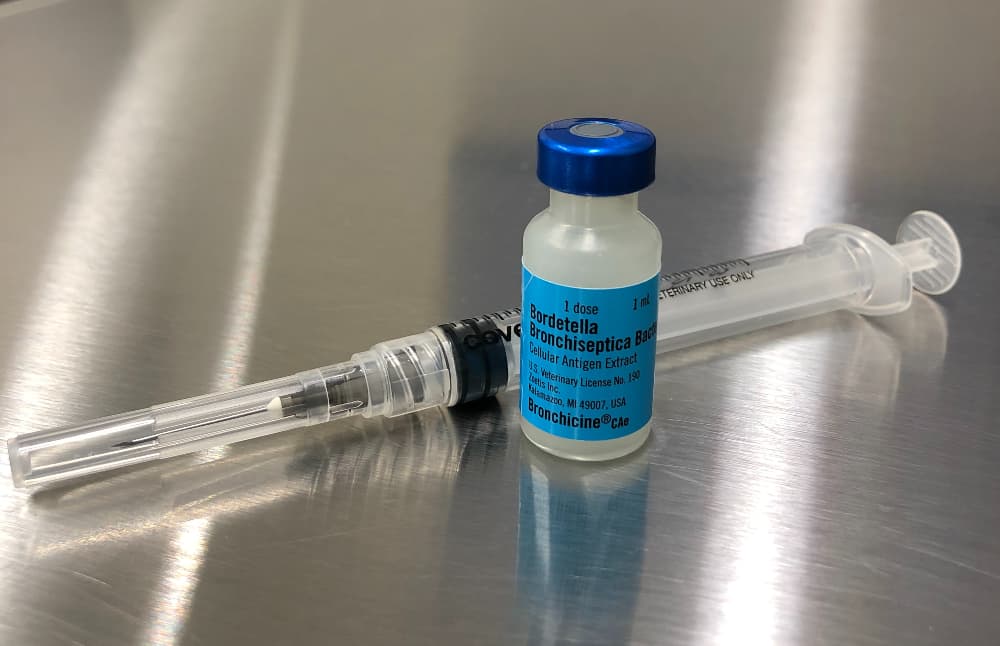 Photo of Bordetella vaccine for dogs