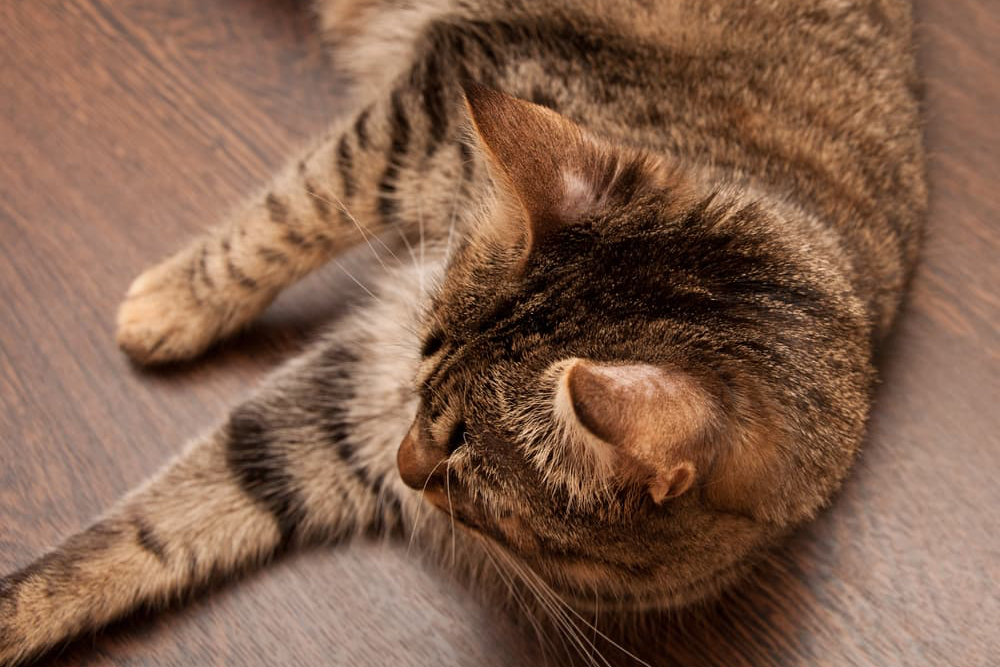 Ringworm in Cats