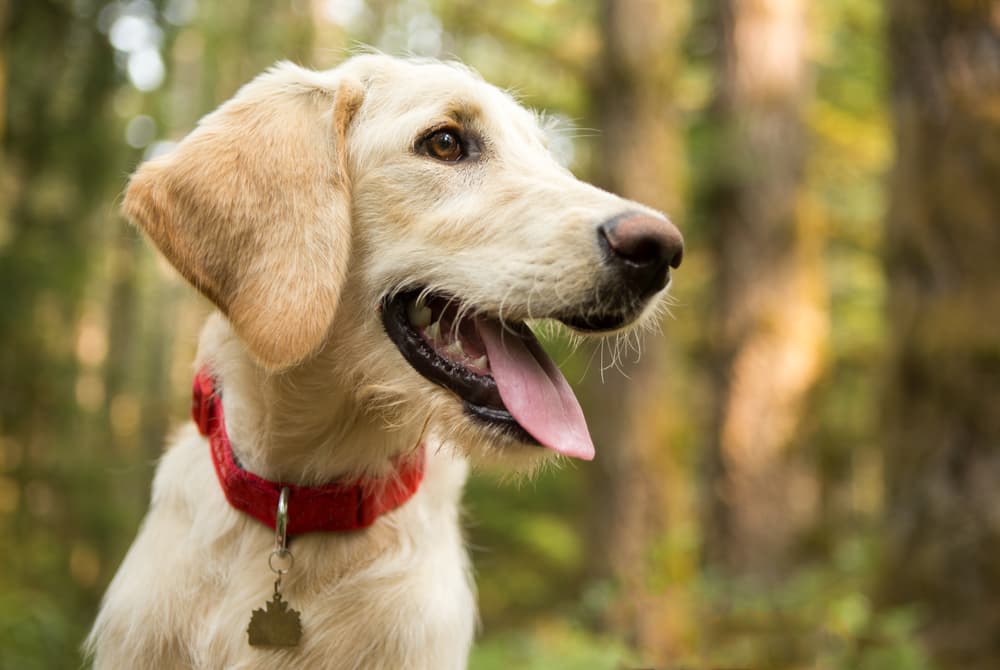 Rocky Mountain Spotted Fever in Dogs