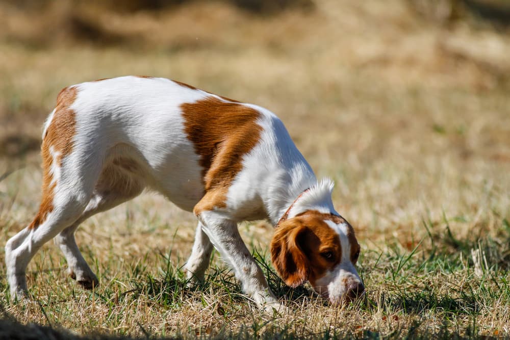 Dog sniffing in the yard