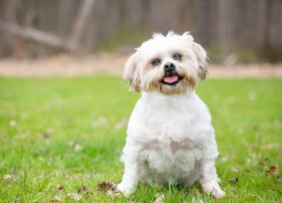 Cloudy Eyes in Dogs Cloudy Eyes in Dogs