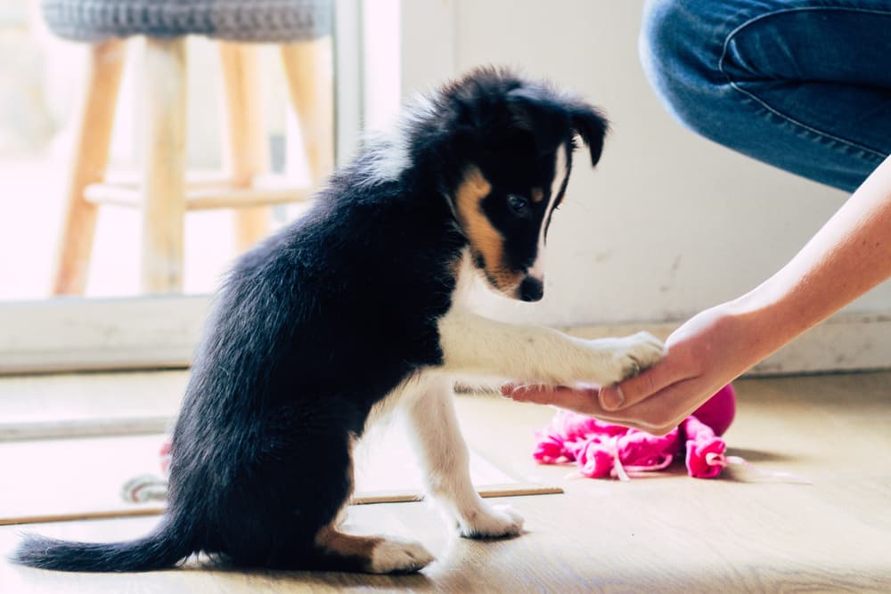 positive puppy training