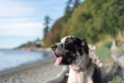 Pet Parasites in the West: A Regional Overview of Species and Risks