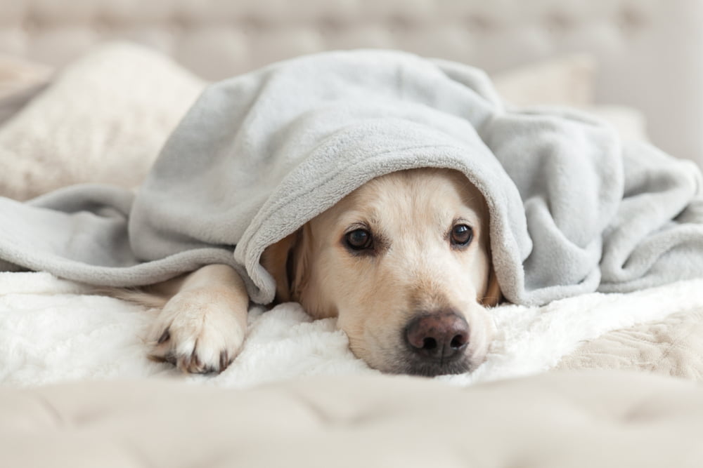 DHPP Vaccine for Dogs
