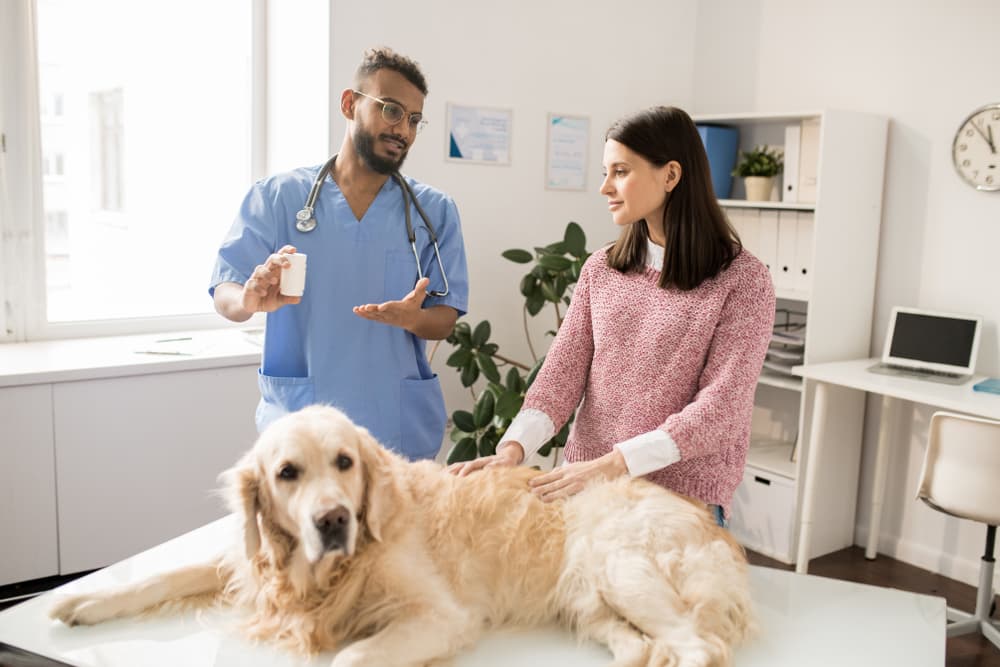 Prednisone for Dogs