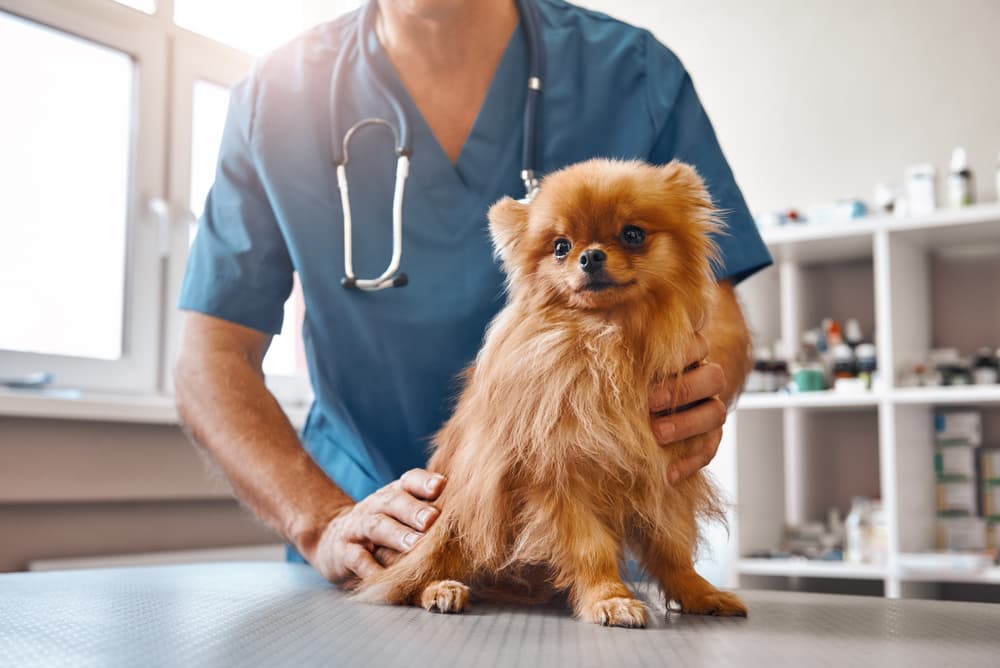 dog at veterinarian office