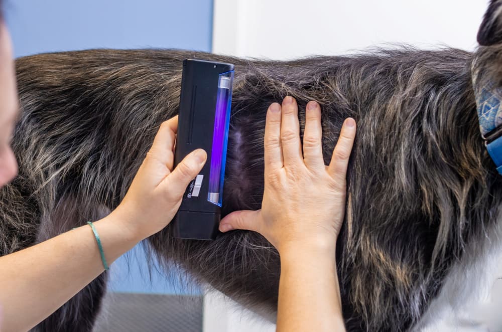 Veterinarian checking a Greyhound with a wood lamp