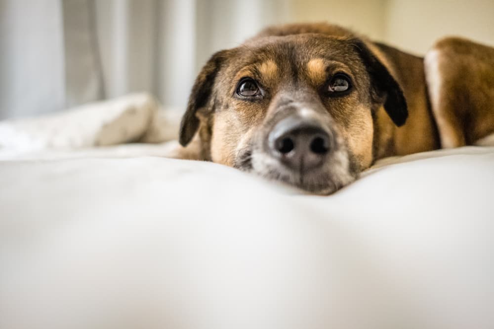 Trazodone for Dogs