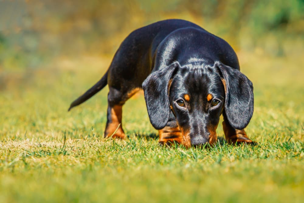 DHPP Vaccine for Dogs
