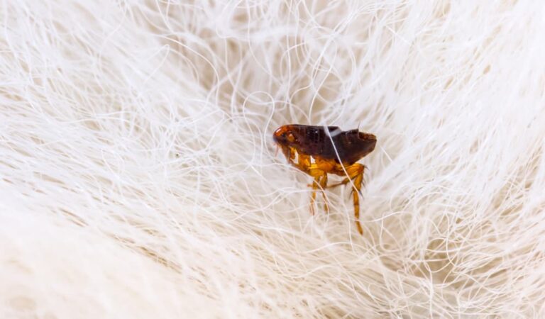 flea in fur in the home