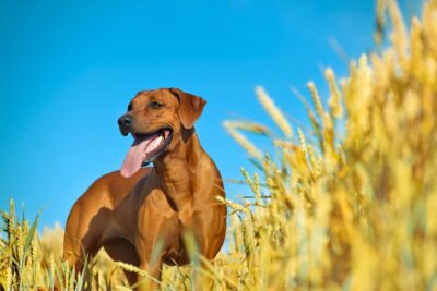 Pet Parasites in the Midwest: A Regional Overview of Species and Risks