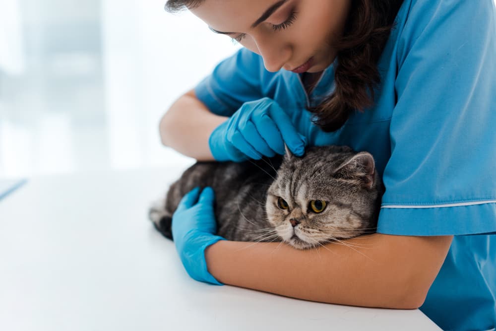 Ear Mites in Cats