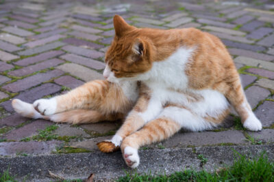 Cat Anal Glands: Everything You Need to Know