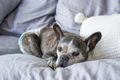 5 Dog Incontinence Medications That Could Help