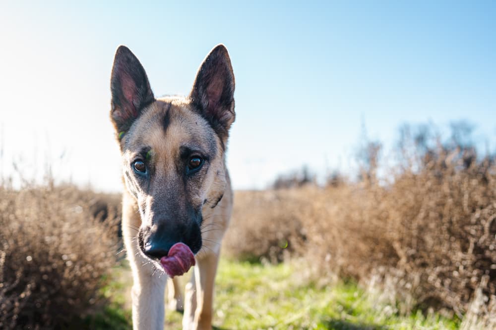 Dog walking in the desert
