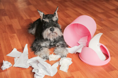 My Dog Ate a Silica Packet: Is It Toxic?