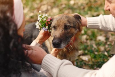 Adopting a Senior Dog: 8 Things You Need to Know Adopting a Senior Dog: 8 Things You Need to Know