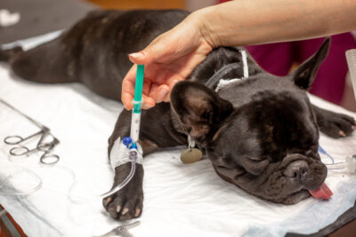 Dog Anesthesia: What to Expect