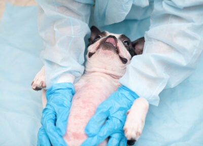 Hives on Dogs: How to Recognize and Treat Them
