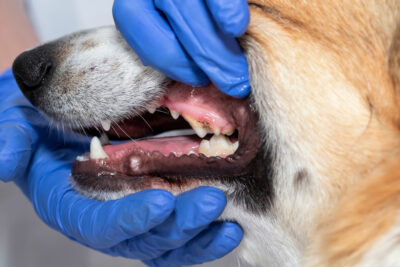 Dog Tooth Extraction: Procedure and Costs Dog Tooth Extraction: Procedure and Costs