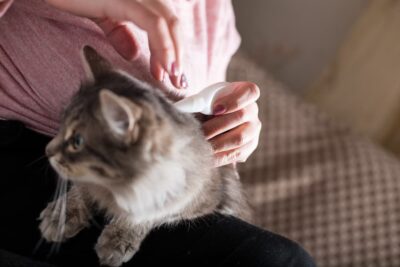 How to Put Flea Medicine on a Cat