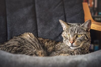 Cisapride for Cats