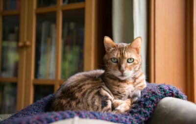 Is Your Cat Throwing Up Brown Liquid? What To Do