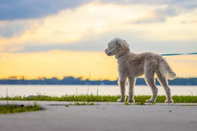 Pet Parasites in the South: A Regional Overview of Species and Risks