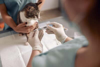 How to Tell if a Cat Has a Fever