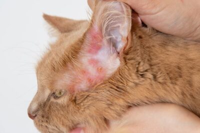 Cat Fungal Infections: 10 Types You Should Know Cat Fungal Infections: 10 Types You Should Know