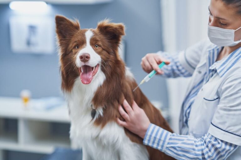 Dog getting flu shot