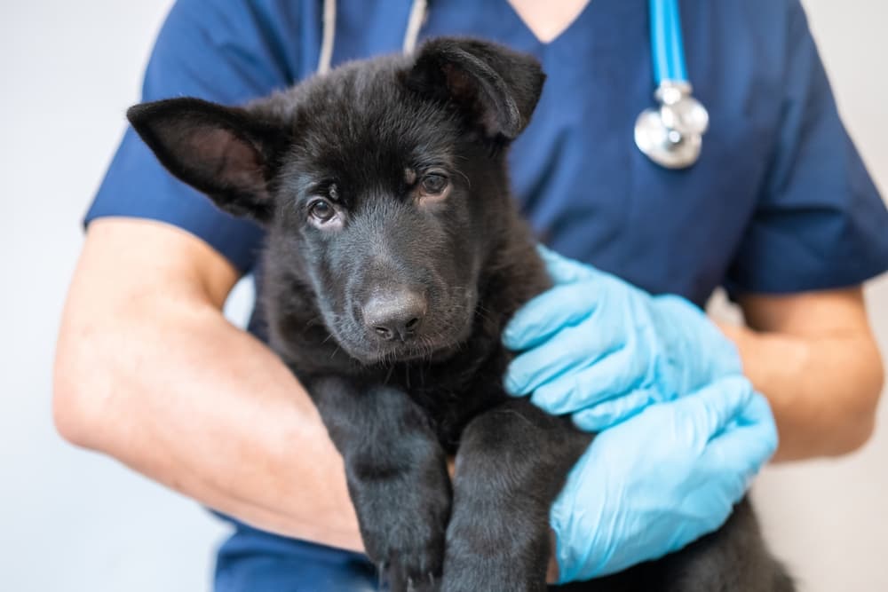 Puppy at vet