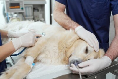 Splenectomy in Dogs