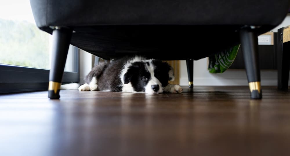 Anxious dog hiding under furniture
