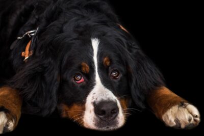 Conjunctivitis in Dogs: Causes, Symptoms, Treatments