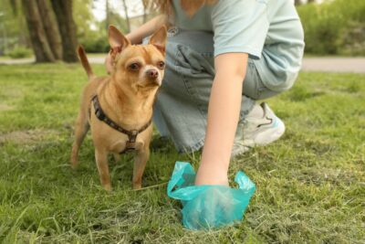 Ultimate Guide to Dog Poop