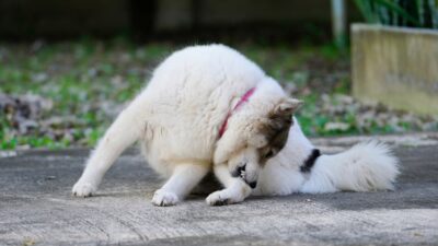 8 Common Dog Skin Allergy Signs to Watch For